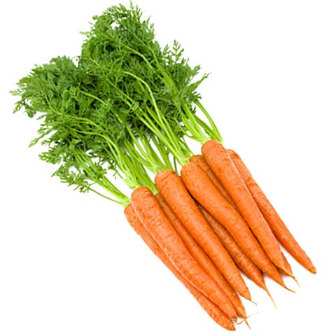 Carrot